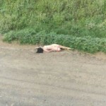 Lorena Marina Cardozo Bocarruido