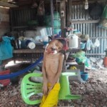 Hanged teenager with tumor