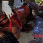 Stabbed girl to death