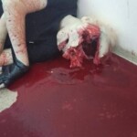 Bryansk shooting photo