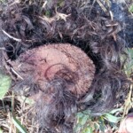 Ana Caroline Sousa Campêlo