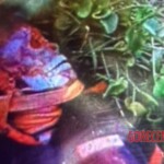 Ana Caroline Sousa Campêlo