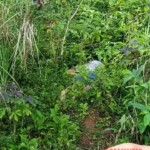 Aireen Adolfo dead body