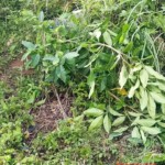 Aireen Adolfo dead body