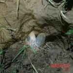 Tábata Crespilho da Rosa