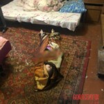 Raped and murdered girl