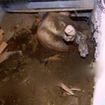 Maria Claudia Siqueira Del'Isola