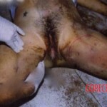 Maria Claudia Siqueira Del'Isola