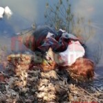 Anastasia Fokina body