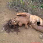 Jenifer Santos Matos