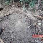 Alice de Lima Vieira