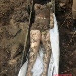 Alice de Lima Vieira