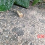 Bruna Freitas Rodrigues