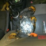 Isabel Cristine Lazzarin Gonçalves