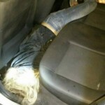 Isabel Cristine Lazzarin Gonçalves