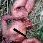 Kaylane Ferreira Frazão