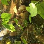 Keila Pernia Álvarez