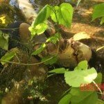 Keila Pernia Álvarez