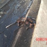 Guarenas-Guatire traffic accident