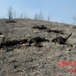 Flight 552 crash photo