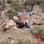 Flight 552 crash photo