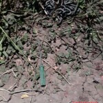 Anria Galang Espiritu