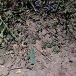 Anria Galang Espiritu