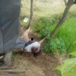 Eka Yuniarti raped Eka Yuniarti raped