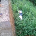 Ingrid Garcia-Ferrer