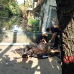 Decomposing remains of woman found in creek