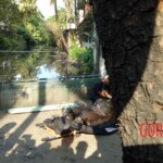 Decomposing remains of woman found in creek