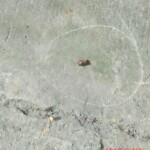 Woman shot dead in Manila