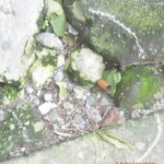 Woman shot dead in Manila