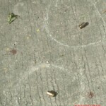 Woman shot dead in Manila