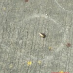 Woman shot dead in Manila