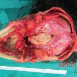 Naked and beheaded woman