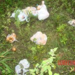 Samara Silva Santos Neves