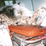 Bali bombing aftermath