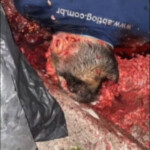 Jorge Rodrigo de Oliveira Fernandes