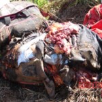 Parachutist's parachute didn't open