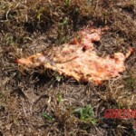 Parachutist's parachute didn't open