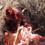 Parachutist's parachute didn't open