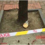 Chinese university student stabbed to death