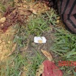 Iara Amaral de Oliveira