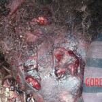 Iara Amaral de Oliveira