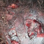 Iara Amaral de Oliveira