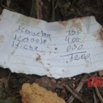 Iara Amaral de Oliveira