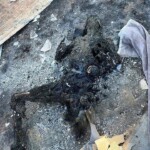 Chile wildfire victim photo