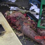 Togliati terrorist attack