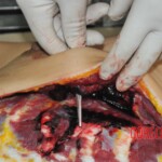 Chinese woman stabbed to death